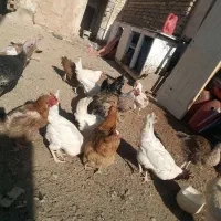 مرغ وخروس قیمت پایینترازهمجا|حیوانات مزرعه|خواف, |دیوار