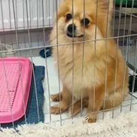 واگذاری پامرین روباهی