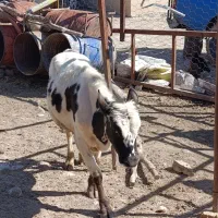 دام|حیوانات مزرعه|خرم‌آباد, |دیوار