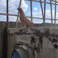 کبوتر فروشی