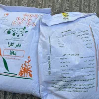 بذر کلزا رقم مافا
