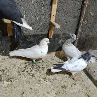 شازده سبز تهرانی سار سرخ تهرانی پلاکی|پرنده|مشهد, گلبرگ|دیوار