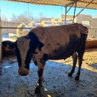 گاو باگوساله|حیوانات مزرعه|چناران, |دیوار