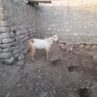 یک عدد پازن سر حال داشتی به فروش می رسد