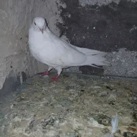 کبوتر پرشی|پرنده|مرند, |دیوار