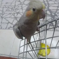 عروس هلندی باقفس