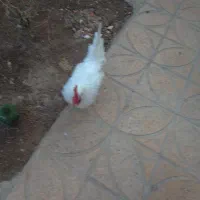 خروس سفید|حیوانات مزرعه|شاهینشهر, گرگاب|دیوار