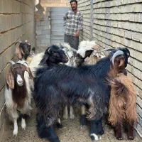 قوچ / میش / بره چتری / کهره / بز|حیوانات مزرعه|شیراز, شهرک فرزانگان|دیوار