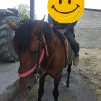 اسب نر جوان یورگا