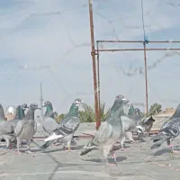 جوجه المانی