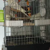 یک جفت طوطی عروس هلندی دستی مولد