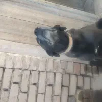 سگ نگهبان|سگ|قوچان, |دیوار