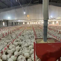 استخدام کارگر مرغداری