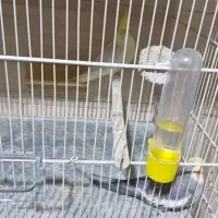 عروس هلندی مولد|پرنده|مشهد, موعود|دیوار