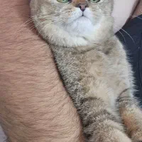 گربه بریتیش بلک گلد|گربه|ارومیه, |دیوار