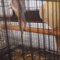 عروس هلندی|پرنده|کهریزک, |دیوار