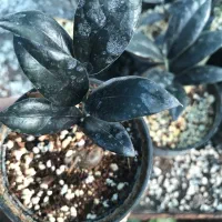 زامفولیا بلک|گل و گیاه طبیعی|گتاب, |دیوار