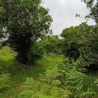 ۲۷۰ متر زمین بافت مسکونی بزچفت بابلکنار|فروش زمین و ملک کلنگی|بابل, |دیوار