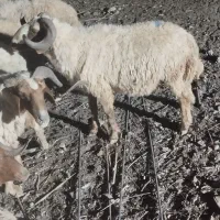 سلام علیکم فروش بره قوچ