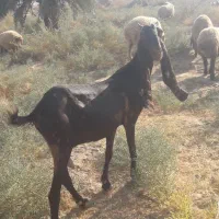 سلام بز پاکستانی اصل