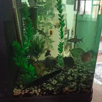 آکواریوم شرکتی|ماهی|سبزوار, توحیدشهر|دیوار