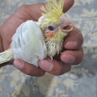 جوجه عروس هلندی