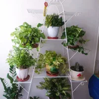 استند گل