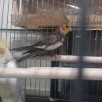 عروس هلندی نر|پرنده|پرند, فاز ۶|دیوار