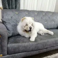 سگ چاوچاو