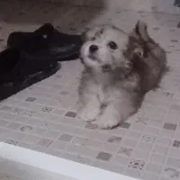 عروسک شیتزوکراس باهوش|سگ|مشهد, توس (بلوار توس)|دیوار