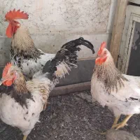 خروس و ۲ مرغ