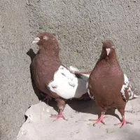 کفتر آس|پرنده|مشهد, کوی سیدی|دیوار
