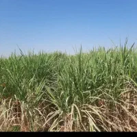 فروش و ارسال کاه نیشکر تفاله و پیت|عمدهفروشی|بندرعباس, |دیوار