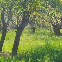 فروش-2000متر-زمین-کشاورزی-باغ