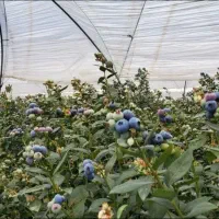 نهال بلوبری دوک|خدمات باغبانی و درختکاری|مریوان, |دیوار