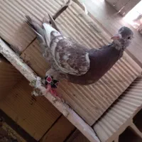 کفتر معاوضه و فروش|پرنده|شاهرود, |دیوار