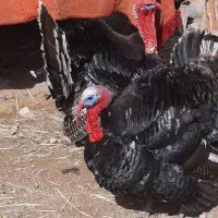 تعدادی بوقلمون بفروش میرسد|حیوانات مزرعه|کوار, |دیوار