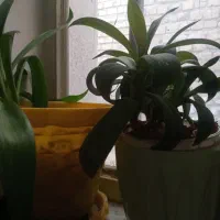 گل و گیاه طبیعی|گل و گیاه طبیعی|مشهد, نوید|دیوار