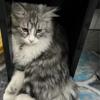 واگذاری گربه نژاد پرشین اسکاتیش|گربه|کرمان, |دیوار