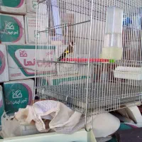 سهره|پرنده|ایلام, |دیوار