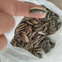 تخمه کدو و آفتابگردان درجه 1