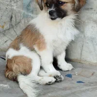 سگ پامر|سگ|زاهدان, |دیوار