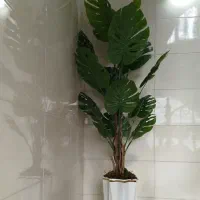 گل ها برگ انجیری خارجی