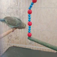 کوتوله|پرنده|نیشابور, شریعتی|دیوار