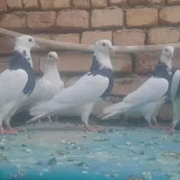 کبوتر پیدا شده