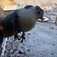 6تا حیون نر|پرنده|طاغنکوه, |دیوار