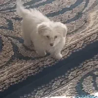 سگ پاکوتاه|سگ|قزوین, |دیوار