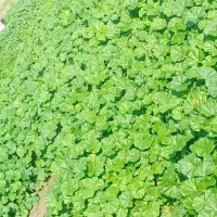 حراج توله باغی تمیز پاک