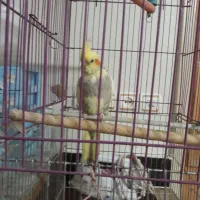 عروس هلندی|پرنده|بروجرد, |دیوار