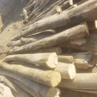 خریدچوب‌ودرخت|خدمات باغبانی و درختکاری|کاشان, راوند|دیوار